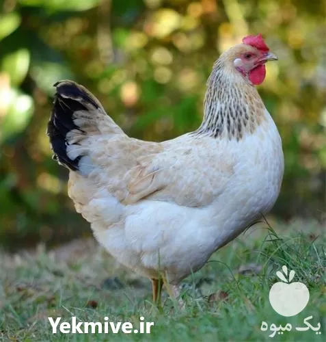 خرید صفر تا صد دوره پرورش مرغ گوشتی در گروه دوره آموزش کشاورزی در یکمیوه -عکس1