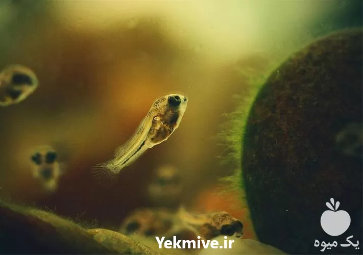 آموزشی پرورش روتیفر غذای زنده آبزیان در تهران در گروه دوره آموزش کشاورزی در یکمیوه -عکس1