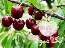 فروش آلبالو باغی در ساوه در گروه خرید و فروش آلبالو در یکمیوه -عکس1