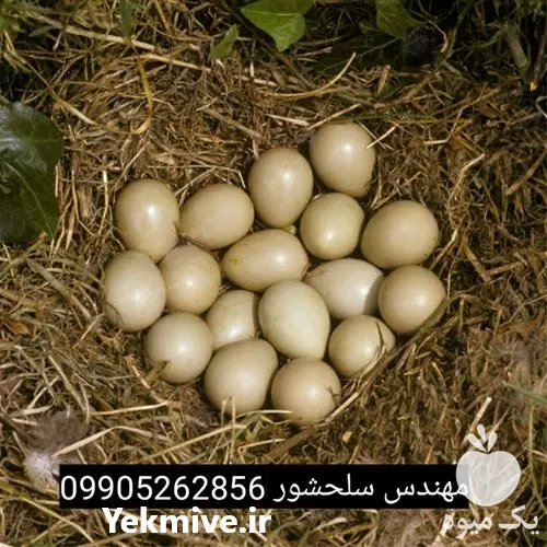تخم کبک فروش تخم کبک در تهران در گروه انواع تخم ها در یکمیوه -عکس1