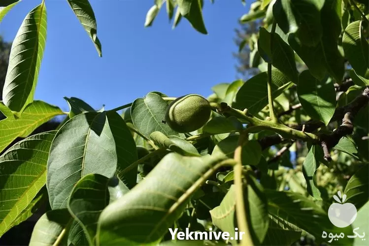 نهال گردو فرنور پیوندی در خراسان رضوی در گروه خرید و فروش نهال گردو در یکمیوه -عکس1