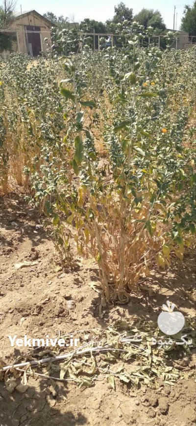 فروش گل گلرنگ در گروه خرید و فروش گیاهان صنعتی در یکمیوه -عکس1