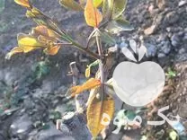 قیمت خرید پیوند پسته در ارداق در گروه خرید و فروش نهال پسته در یکمیوه -عکس1