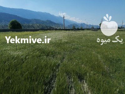 سرمایه گذار یا شریک جهت احداث گلخانه پرورش سبزی در گروه خرید و فروش خط تولید در یکمیوه -عکس1