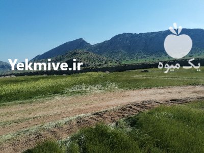 سرمایه گذار یا شریک جهت احداث گلخانه پرورش سبزی در گروه خرید و فروش خط تولید در یکمیوه -عکس2