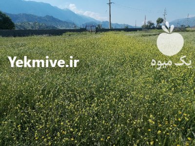 سرمایه گذار یا شریک جهت احداث گلخانه پرورش سبزی در گروه خرید و فروش خط تولید در یکمیوه -عکس4