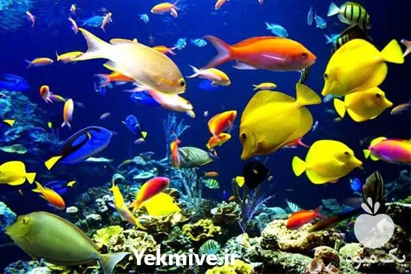 دوره آموزشی پرورش ماهی زینتی گام در تهران در گروه دوره آموزش کشاورزی در یکمیوه -عکس1