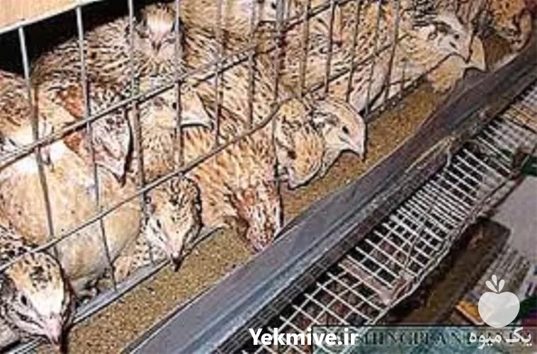 خرید آموزش پرورش بلدرچین بصورت تخصصی در تهران در گروه دوره آموزش کشاورزی در یکمیوه -عکس1