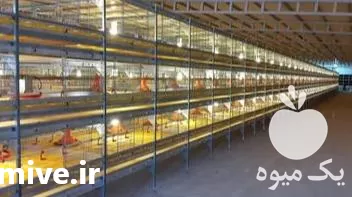 تجهیز سالن مرغداری با قفس در تهران در گروه تجهیزات مرغداری در یکمیوه -عکس1