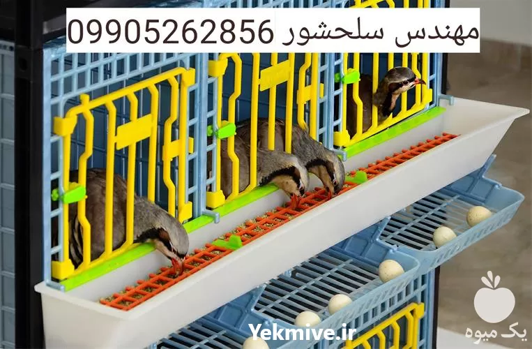 کبک فروش تخم کبک فروش تخم در کرمانشاه در گروه خرید و فروش انواع پرنده در یکمیوه -عکس1