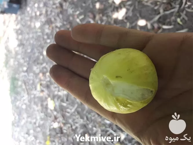 خرید نهال انجیر نژاد درشت ژاپنی در گروه خرید و فروش نهال در یکمیوه -عکس1