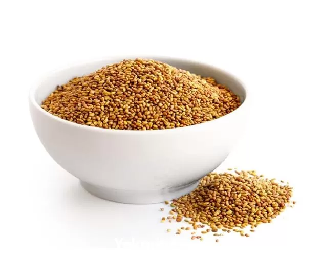 فروش بذر یونجه در گروه خرید و فروش بذر یونجه در یکمیوه -عکس1