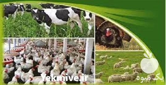 فروش انواع اسید امینه دامی در گروه خوراک دام و طیور در یکمیوه -عکس1