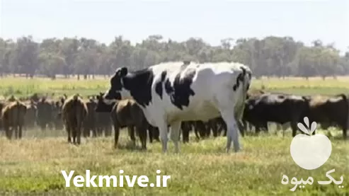 خرید انواع تقویت کننده های دامی در زنجان در گروه دارو و داروخانه در یکمیوه -عکس1