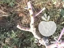 قیمت خرید پیوند درخت پسته در گروه خرید و فروش نهال پسته در یکمیوه -عکس1