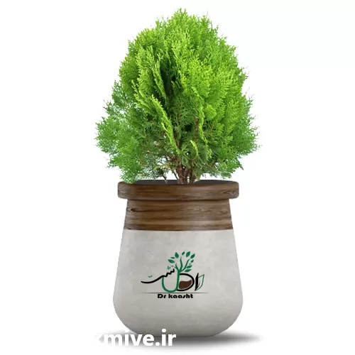 خرید عمده گیاه کامیس انواع گل در تبریز در گروه خرید و فروش گیاهان زینتی در یکمیوه -عکس1