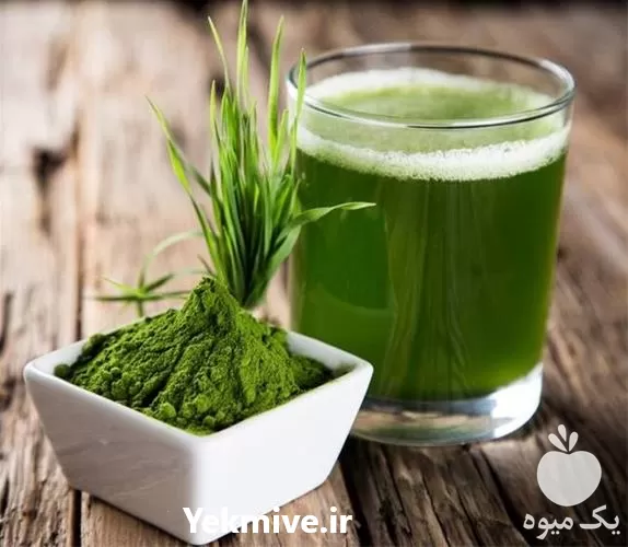 آموزشی گام به گام پرورش جلبک در گروه دوره آموزش کشاورزی در یکمیوه -عکس1