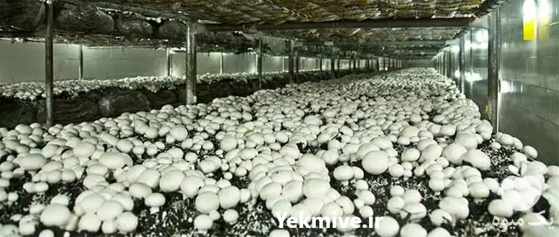 دوره آموزش پرورش قارچ دکمه ای در گروه دوره آموزش کشاورزی در یکمیوه -عکس1