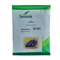 فروش بذر بادمجان هادریان سمینیس در هرمز در گروه خرید و فروش بذر بادمجان در یکمیوه