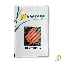 ویژه بذر هویج زودرس سنتورین کلوز در فارس در گروه خرید و فروش بذر هویج در یکمیوه