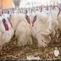 خرید و فروش بوقلمون زنده پرواری در گروه مرغ و خروس و بوقلمون و اردک قو قاز در یکمیوه