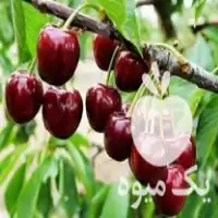 فروش آلبالو باغی در ساوه در گروه خرید و فروش آلبالو در یکمیوه