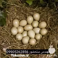 تخم کبک فروش تخم کبک در تهران در گروه انواع تخم ها در یکمیوه
