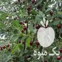 فروش اجاره باغ آلبالو میراوا در گروه اجاره باغ میوه در یکمیوه