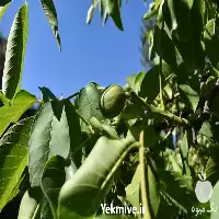 نهال گردو فرنور پیوندی در خراسان رضوی در گروه خرید و فروش نهال گردو در یکمیوه