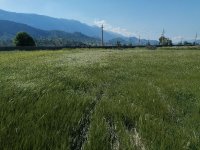 سرمایه گذار یا شریک جهت احداث گلخانه پرورش سبزی در گروه خرید و فروش خط تولید در یکمیوه