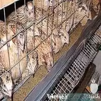 خرید آموزش پرورش بلدرچین بصورت تخصصی در تهران در گروه دوره آموزش کشاورزی در یکمیوه