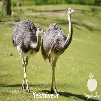 پرورش شتر مرغ همراه با گواهینامه در تهران در گروه دوره آموزش کشاورزی در یکمیوه