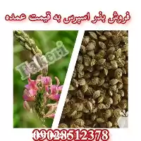 خرید بذر اسپرس به قیمت عمده در فارس در گروه خرید و فروش انواع بذر در یکمیوه