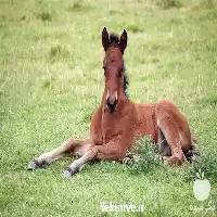 خرید مکمل های رشد کره اسب در گروه اسب و الاغ خر و فروش قاطر در یکمیوه