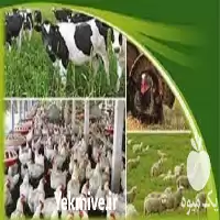 فروش انواع اسید امینه دامی در گروه خوراک دام و طیور در یکمیوه