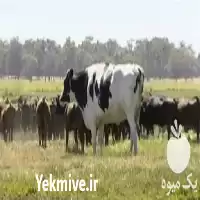 خرید انواع تقویت کننده های دامی در زنجان در گروه دارو و داروخانه در یکمیوه