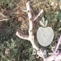 قیمت خرید پیوند درخت پسته در گروه خرید و فروش نهال پسته در یکمیوه