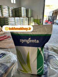 ذرت اصلاح شده هیبرید آلمانی اصل در خوی در گروه خرید و فروش ذرت در یکمیوه