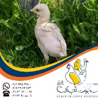 آگهی مشابه عرضه جوجه بوقلمون 1 ماهه بیوتی در گروه مرغ و خروس و بوقلمون و اردک قو قاز در یکمیوه