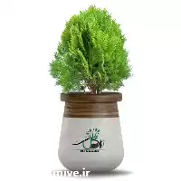 خرید عمده گیاه کامیس انواع گل در تبریز در گروه خرید و فروش گیاهان زینتی در یکمیوه