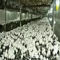 دوره آموزش پرورش قارچ دکمه ای در گروه دوره آموزش کشاورزی در یکمیوه