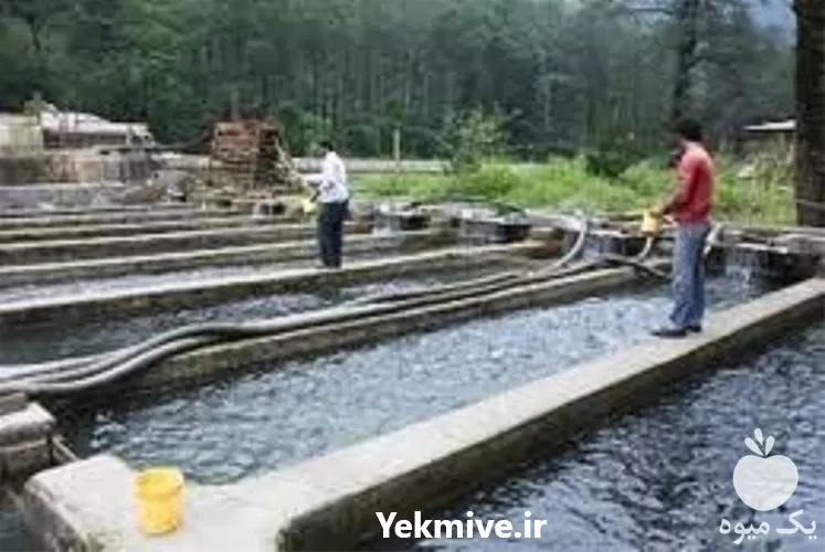 تخصصی آموزش پرورش ماهی قزل آلا در گروه دوره آموزش کشاورزی در یکمیوه -عکس1