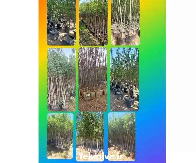 نهال درخت غیر مثمر با بن در تهران در گروه خرید و فروش نهال درخت در یکمیوه -عکس1