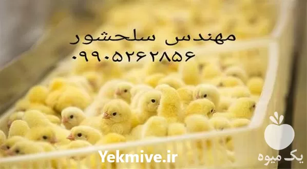 قیمت خرید جوجه یکروزه گوشتی در گروه مرغ و خروس و بوقلمون و اردک قو قاز در یکمیوه -عکس1