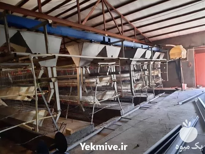 فروش لوازم مرغداری دست دوم در گروه تجهیزات مرغداری در یکمیوه -عکس1