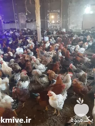 فروش جوجه مرغ تخمگذار یکروزه در تهران در گروه مرغ و خروس و بوقلمون و اردک قو قاز در یکمیوه -عکس1