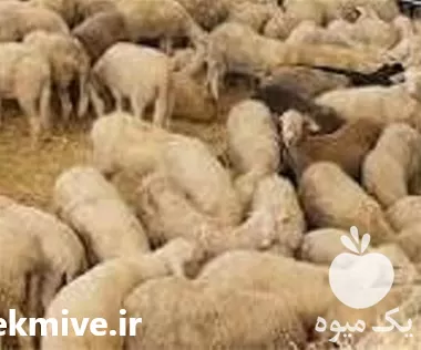 خرید مکمل غذایی گله دامی مکمل در آذربایجان شرقی در گروه گاو و گوسفند و میش و بز کهره گوساله در یکمیوه -عکس1