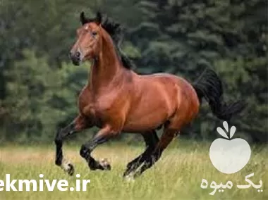 فروش مکمل هیرویاس اسب در تهران در گروه اسب و الاغ خر و فروش قاطر در یکمیوه -عکس1