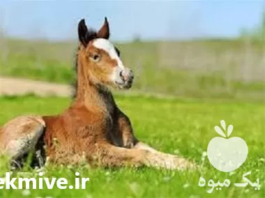 خرید مکمل تقویتی اسب خارجی وارداتی در تهران در گروه اسب و الاغ خر و فروش قاطر در یکمیوه -عکس1