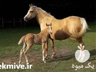 مکمل رشد کره اسب با ارسال در تهران در گروه اسب و الاغ خر و فروش قاطر در یکمیوه -عکس1